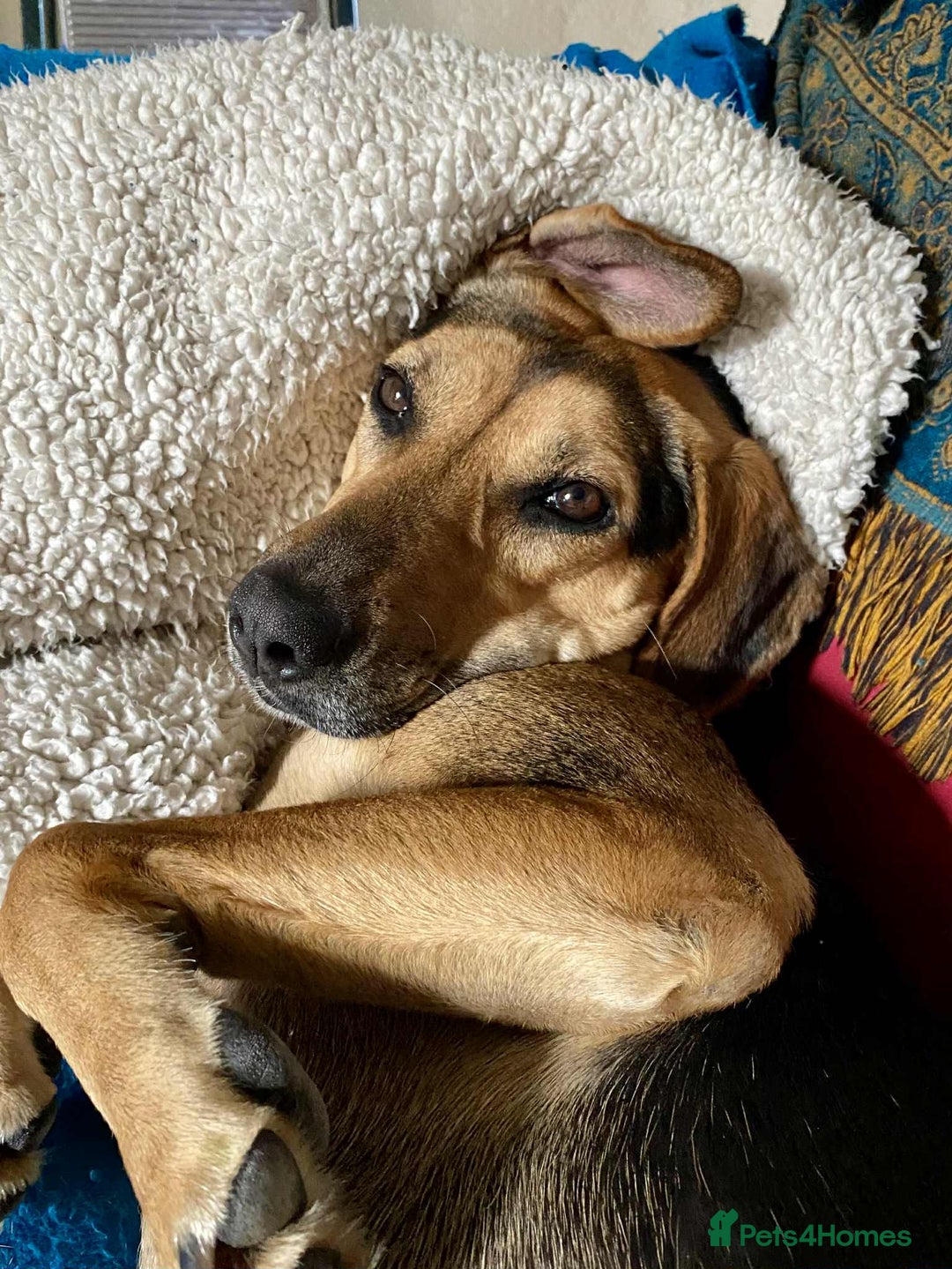 Mixed Breed dogs for adoption: Mavis – Almost 5 years old, female, hound mix - Advert 1