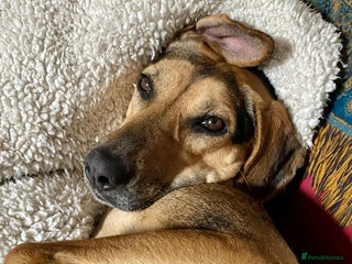 Mixed Breed dogs Mavis – Almost 5 years old, female, hound mix - Advert 17