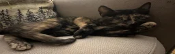 British Shorthair cats for sale: British Shorthair Kittens!  - Advert 3