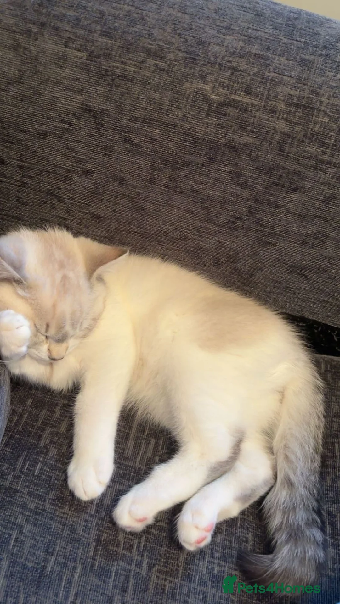 British Shorthair cats for sale: British short hair  - Advert 2