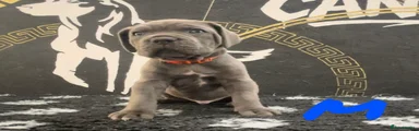 Cane Corso Puppy 2
