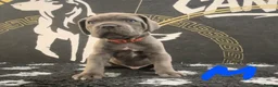 Cane Corso dogs for sale: Cane corso puppies in Rochford - Advert 11