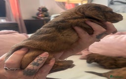 Miniature Dachshund dogs for sale: KC REG Long Hair Miniature Dachshund x 3 Red Boys - Image 4
