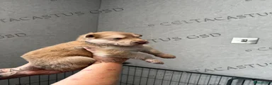 German Shepherd 3