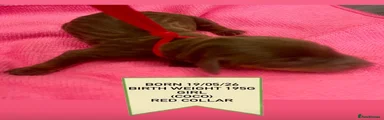 Miniature Dachshund Puppy 4