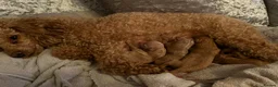 Toy Poodle dogs for sale: Toy Poodle Puppies - Advert 5