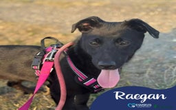 Mixed Breed dogs for adoption: Meet Raegan,  currently residing in Surrey - Image 1