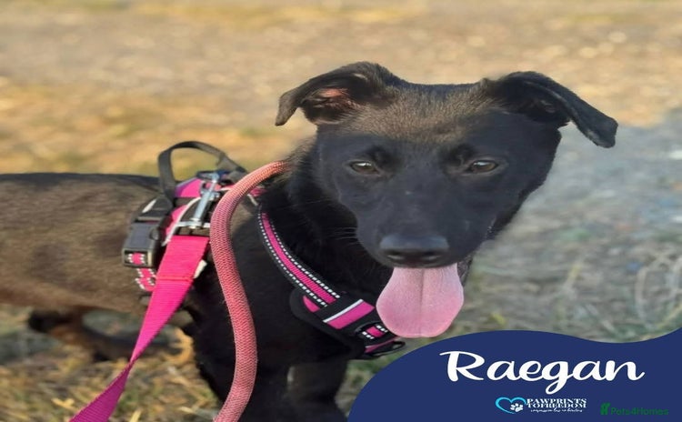 Mixed Breed dogs - Advert 1