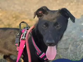 Mixed Breed dogs Meet Raegan, currently residing in Surrey - Advert 6