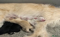 Cockapoo dogs for sale: Cockapoo puppies for sale  - Advert 14