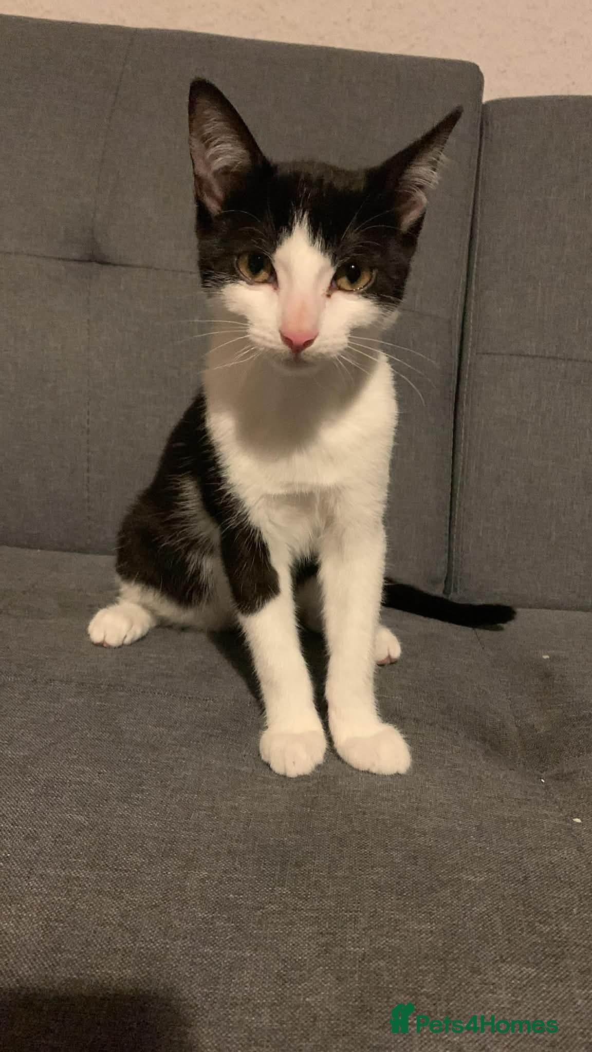 Mixed Breed cats Lovely male cat for forever home - Advert 2