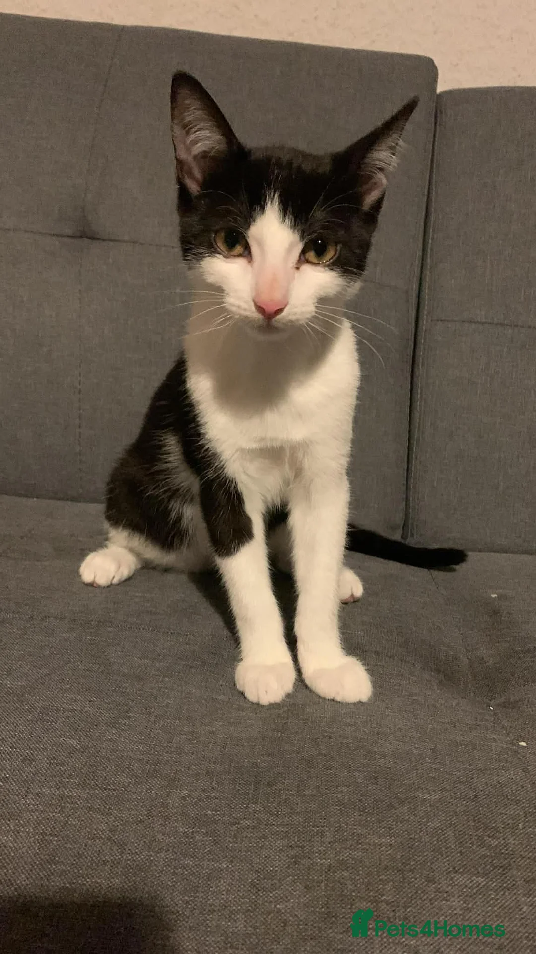 Mixed Breed cats for sale: Lovely male cat for forever home - Advert 1