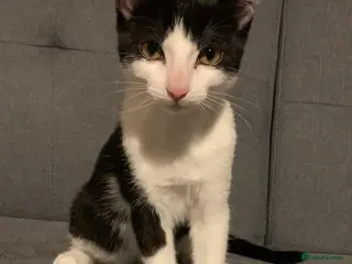 Mixed Breed cats Lovely male cat for forever home - Advert 2