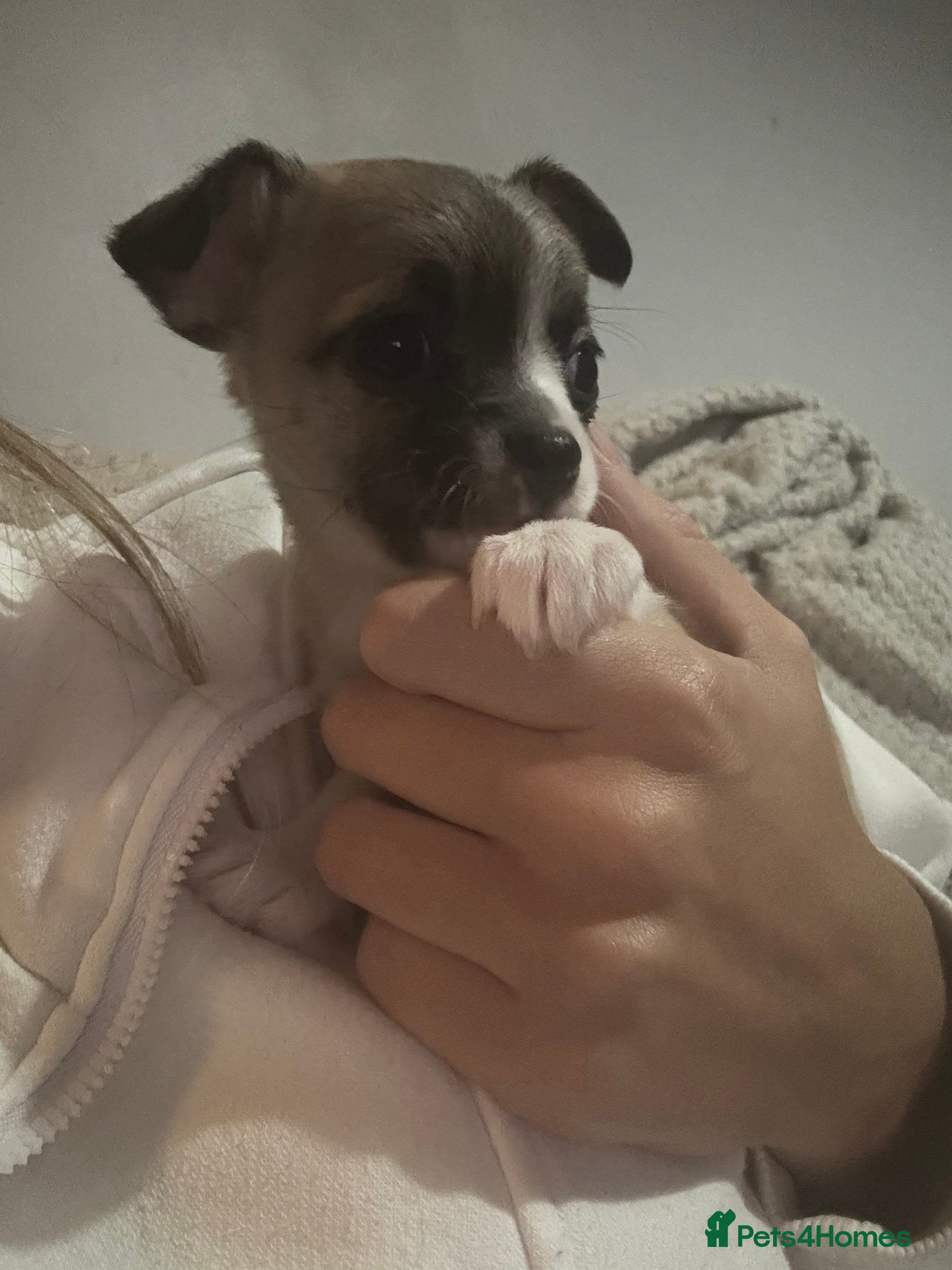 Chihuahua dogs 2 chihuahua Puppys  - Advert 1