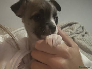 Chihuahua dogs 2 chihuahua Puppys - Advert 2