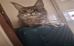 Maine Coon cats for sale: 9 month old maine coon - Image 5