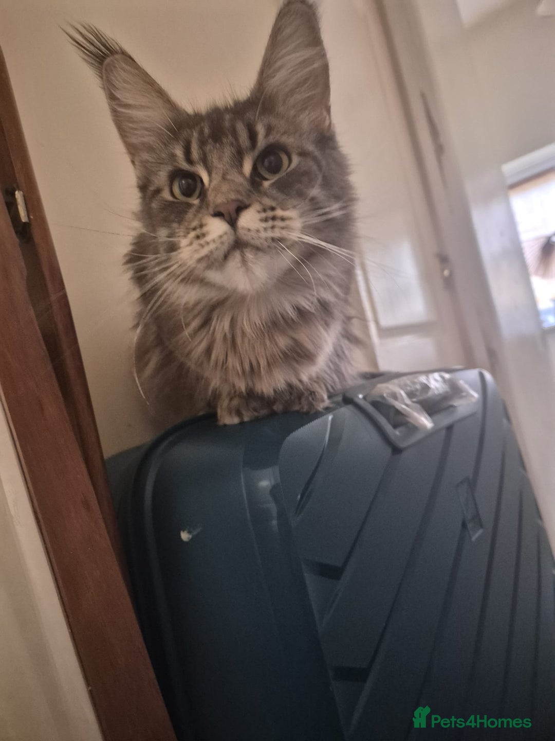 Maine Coon cats for sale: 9 month old maine coon - Image 5