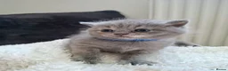 British Shorthair cats for sale:  100% Pedigree chunky BSH kittens - Advert 30