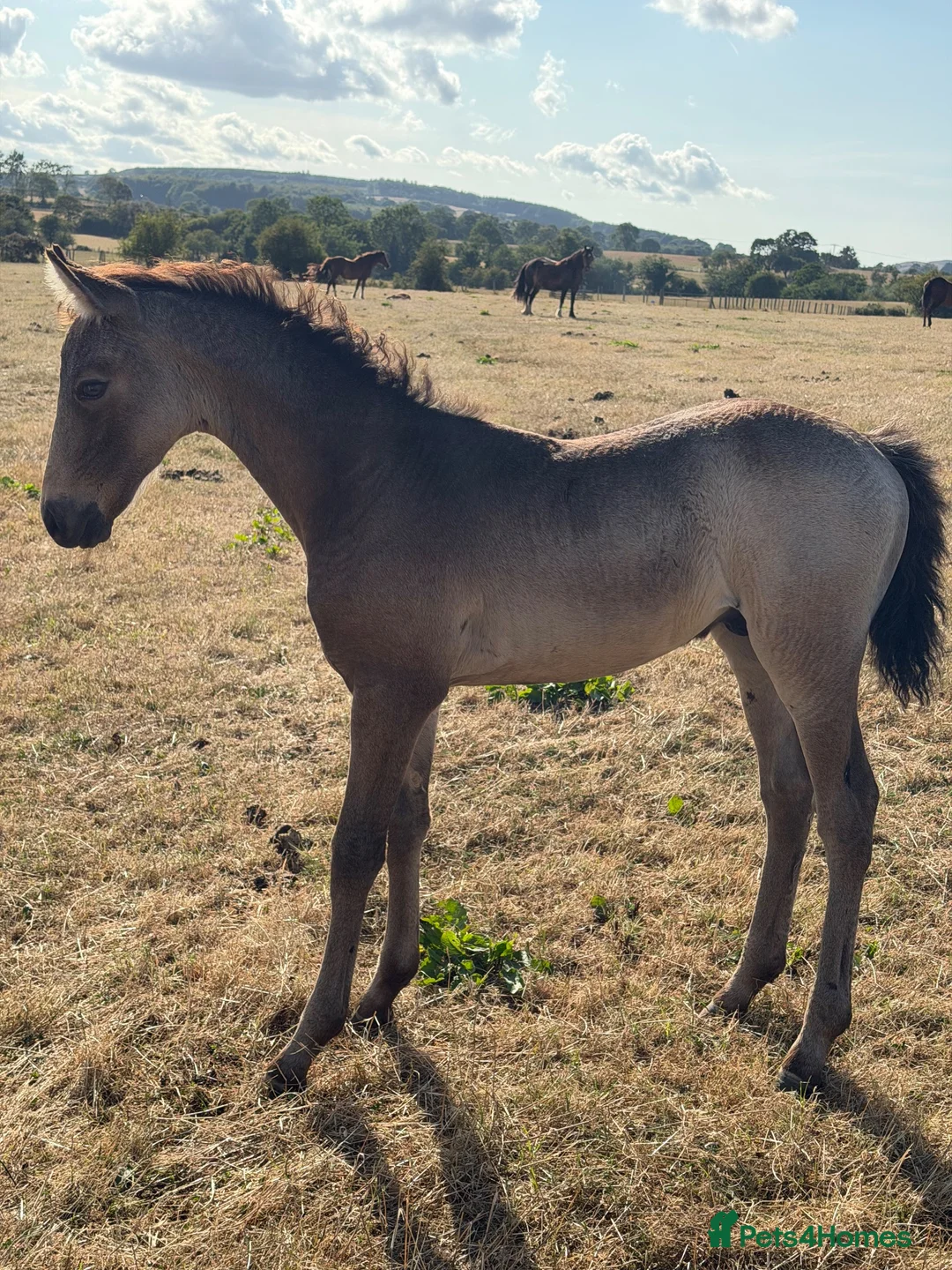 Connemara horses for sale: Llynhelyg Dumbledore  - Advert 2