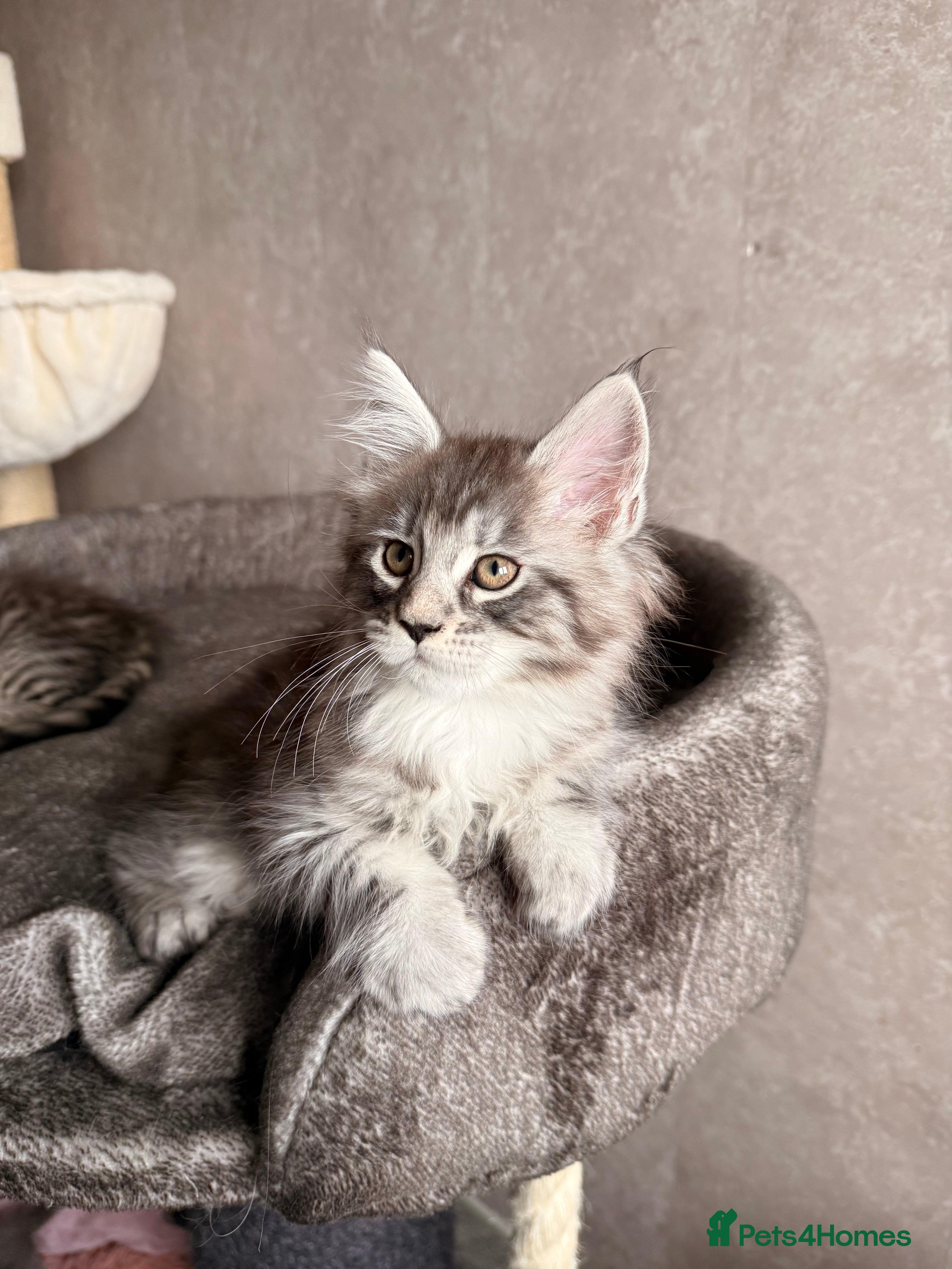 Maine Coon cats GCCF Maine coon stunning large kittens  - Advert 17