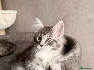 Maine Coon cats GCCF Maine coon stunning large kittens - Advert 17