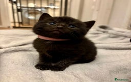 Mixed Breed cats for sale: 4 mixed breed female kittens  - Image 7