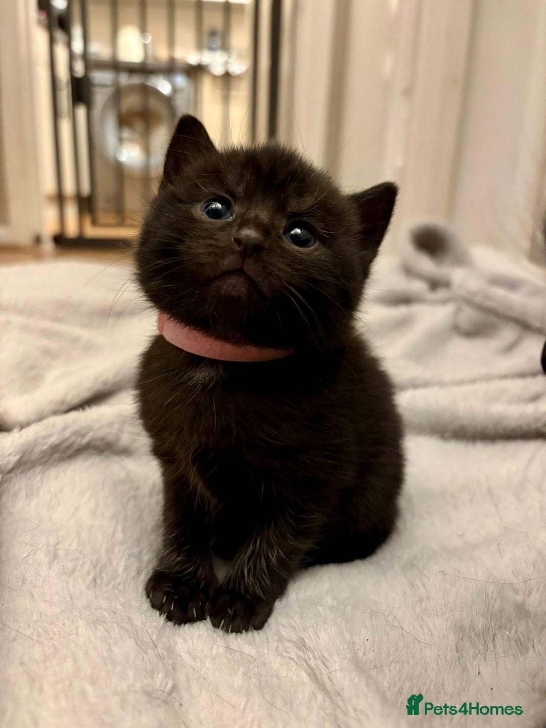 Mixed Breed cats for sale: 4 mixed breed female kittens  - Image 7