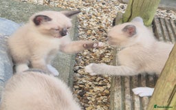 Snowshoe cats for sale: Stunning pedigree Snowshoe kittens  - Image 13