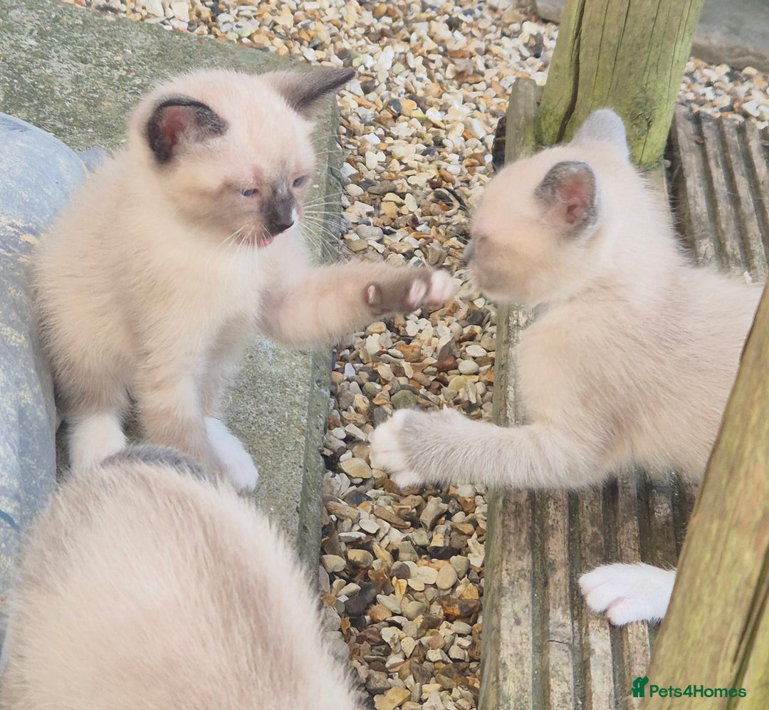 Snowshoe cats for sale: Stunning pedigree Snowshoe kittens  - Image 13