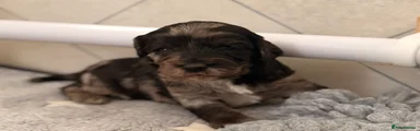 Cockapoo 5