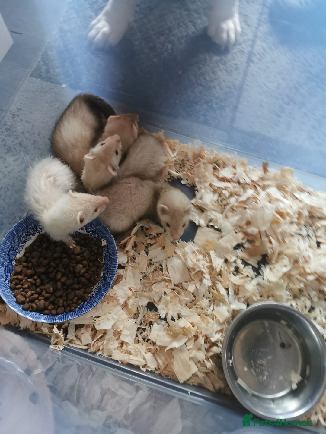 Ferret rodents for sale: Jill's  - Image 11