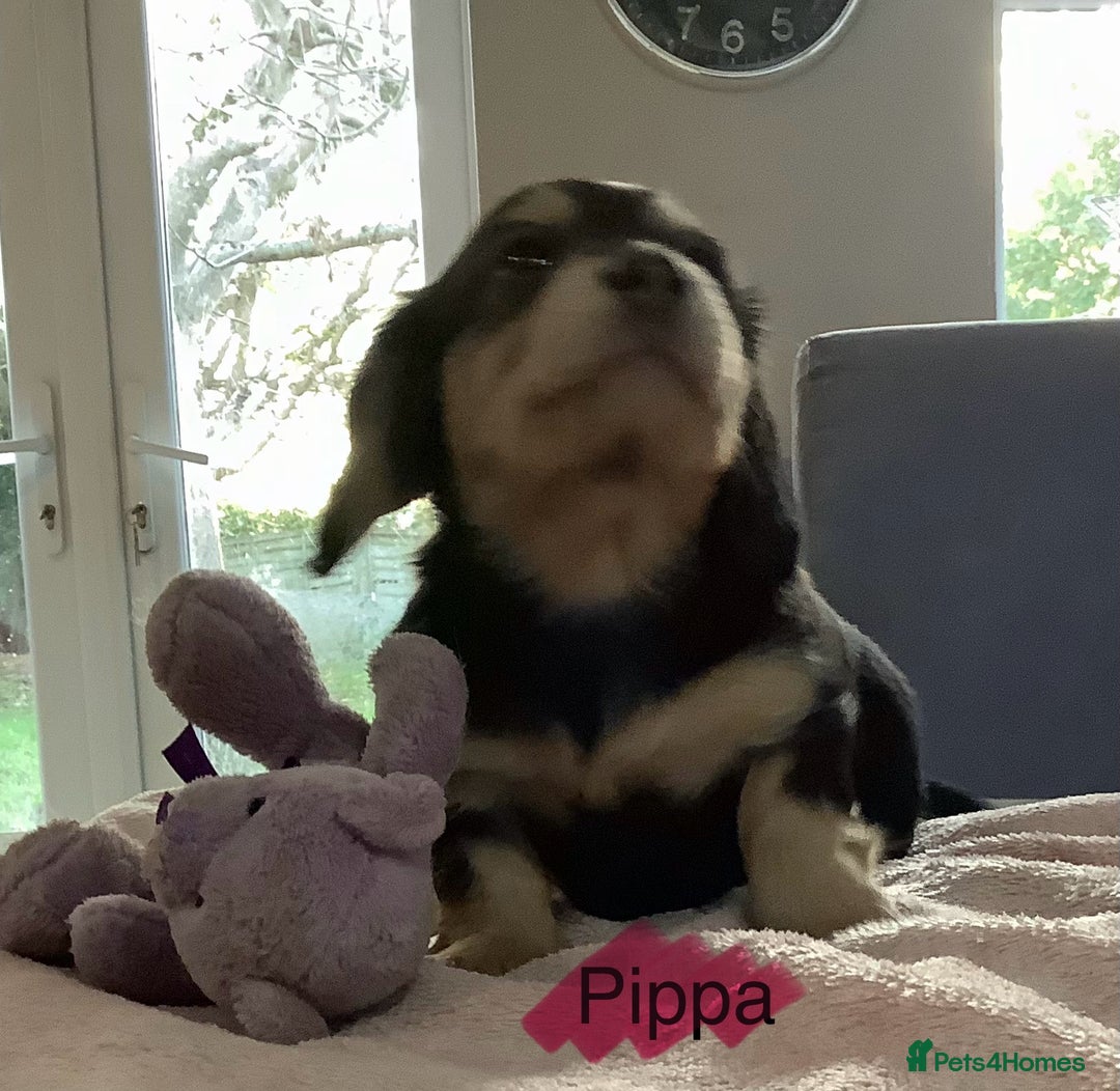 Miniature Dachshund dogs for sale: PRA Clear Mini Longhair Dachshund Pups Cream Red.. - Advert 35