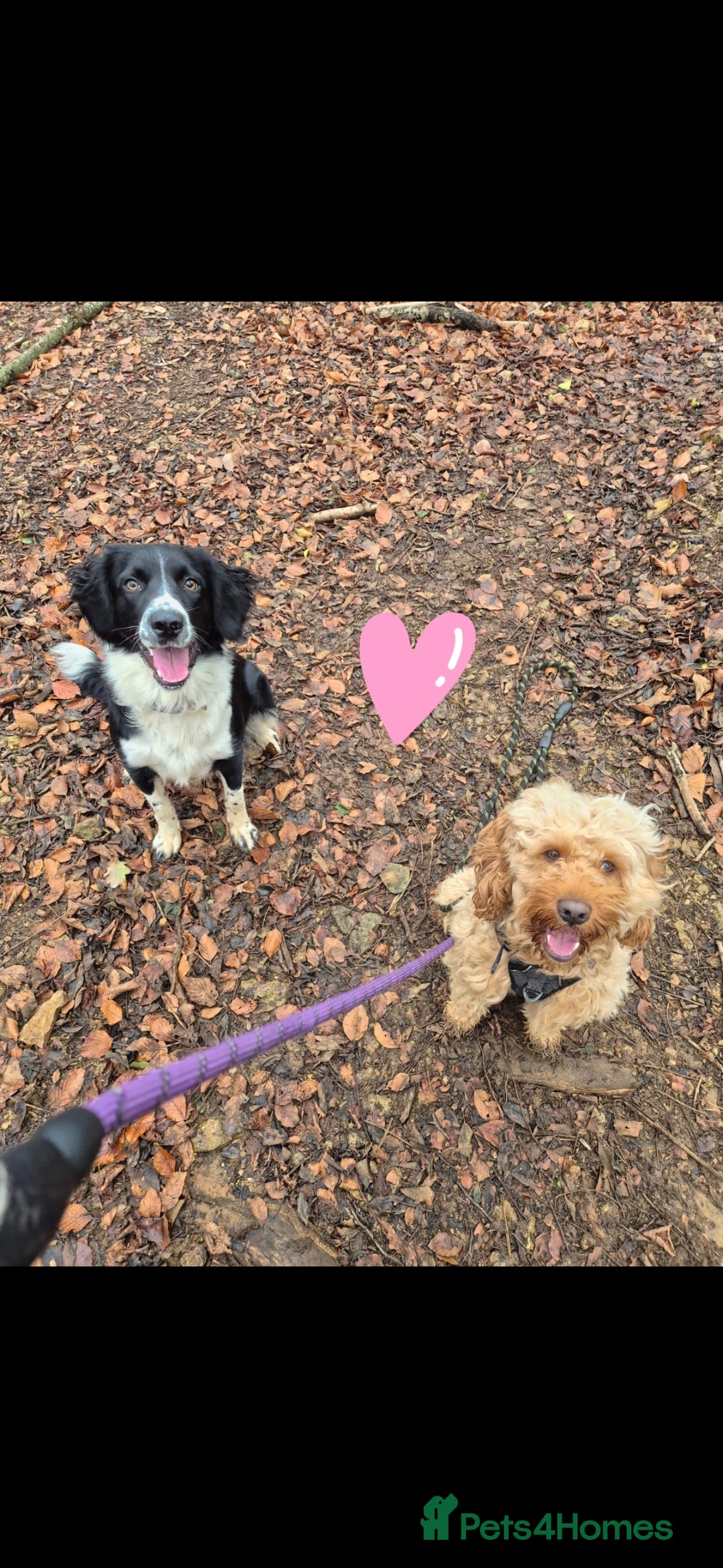 Mixed Breed dogs for sale: Gorgeous Sprockapoollies - Advert 10