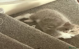 Ragdoll cats for sale: 🌟RAGDOLL KITTENS 🌟 - Image 2