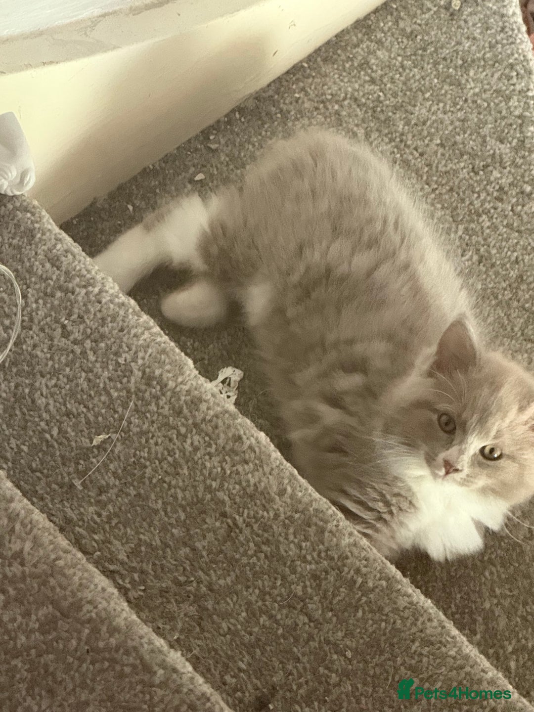 Ragdoll cats for sale: 🌟RAGDOLL KITTENS 🌟 - Image 2