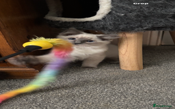 Ragdoll cats for sale: Gccf registered Ragdoll kittens  - Image 2