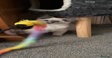 Ragdoll cats - Advert 1