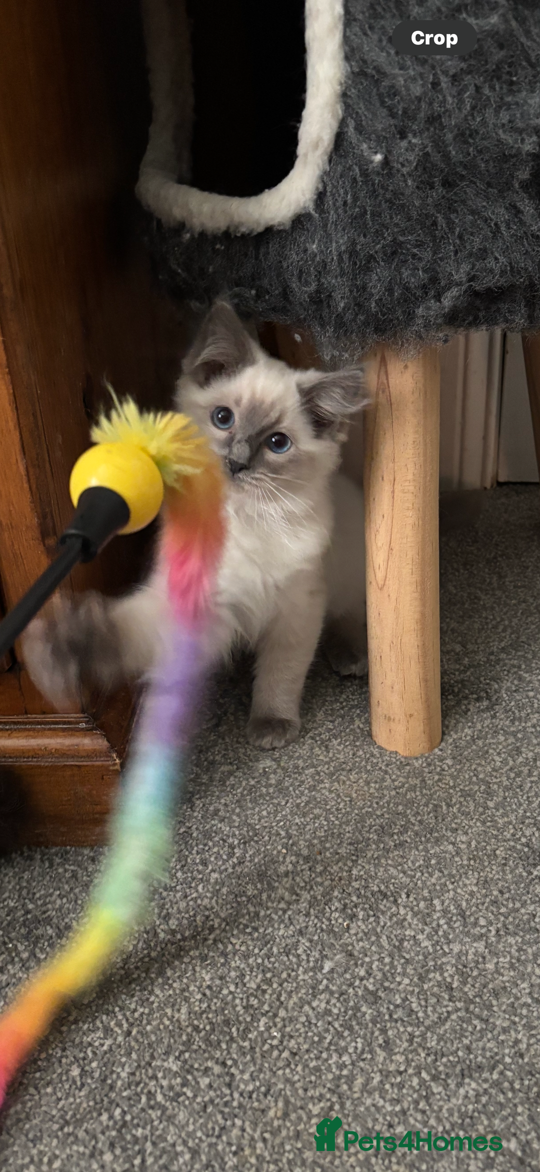 Ragdoll cats for sale: Gccf registered Ragdoll kittens  - Image 2