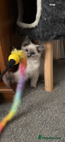 Ragdoll cats - Advert 11