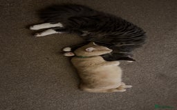 British Longhair cats for sale: X2 7 month old male kittens - Advert 12