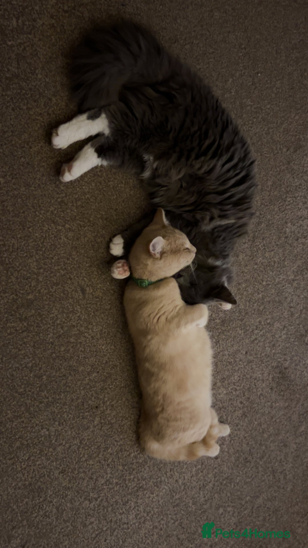 British Longhair cats for sale: X2 7 month old male kittens - Advert 12