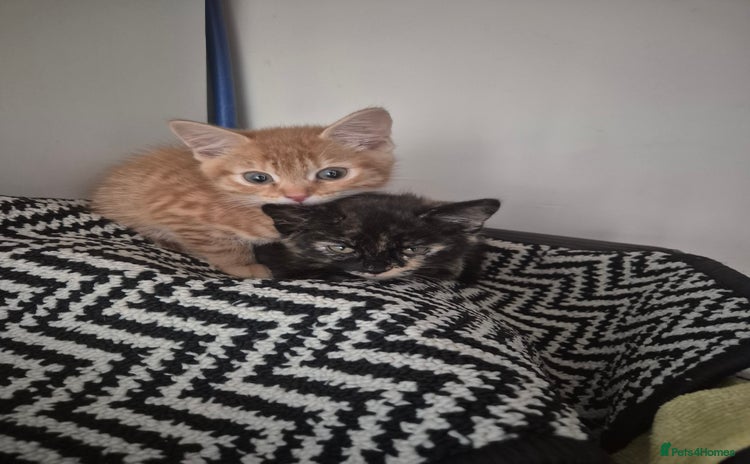 Mixed Breed cats - Advert 13