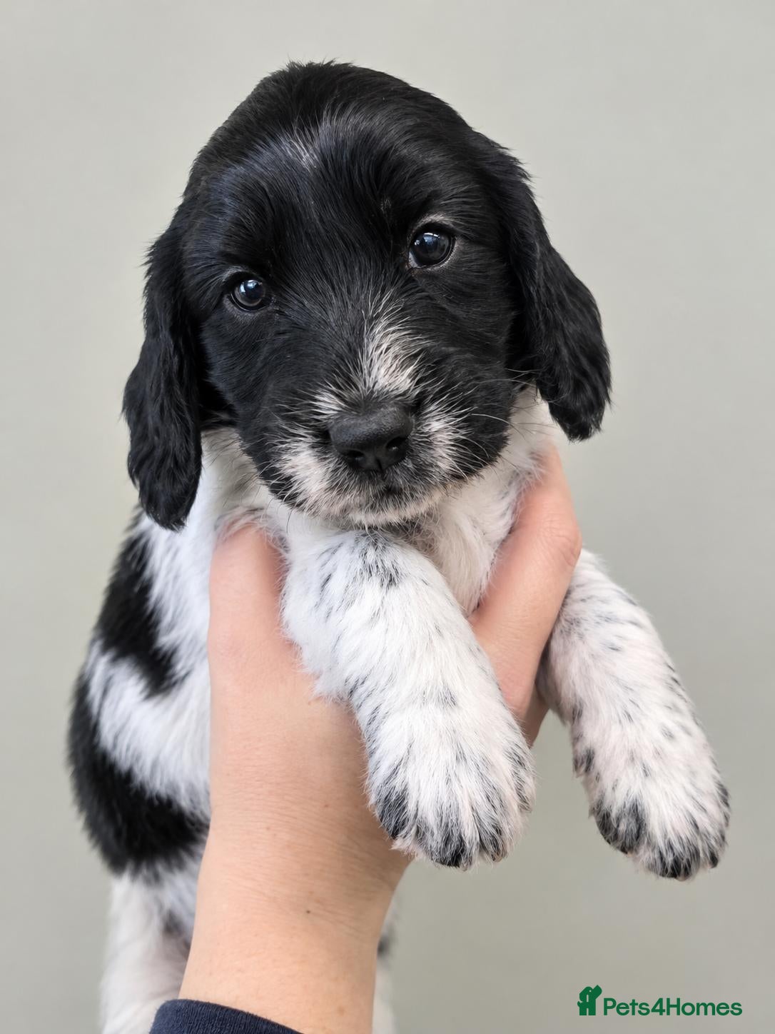 Cockapoo dogs for sale: F1 cockapoos licensed breeder - Advert 17