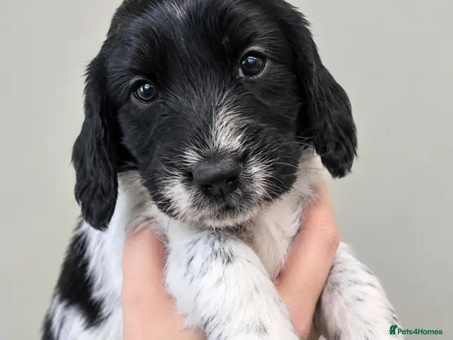 Cockapoo dogs for sale: F1 cockapoos licensed breeder - Advert 17