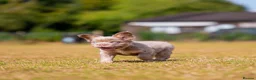 French Bulldog dogs for sale: Fluffy French Bull dogs HIGH QUALITY FRENCHIE in Ashford - Advert 8