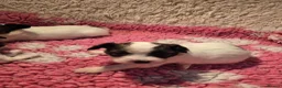 Papillon dogs for sale: 5generation Royal Kennel Club reg. - Advert 6