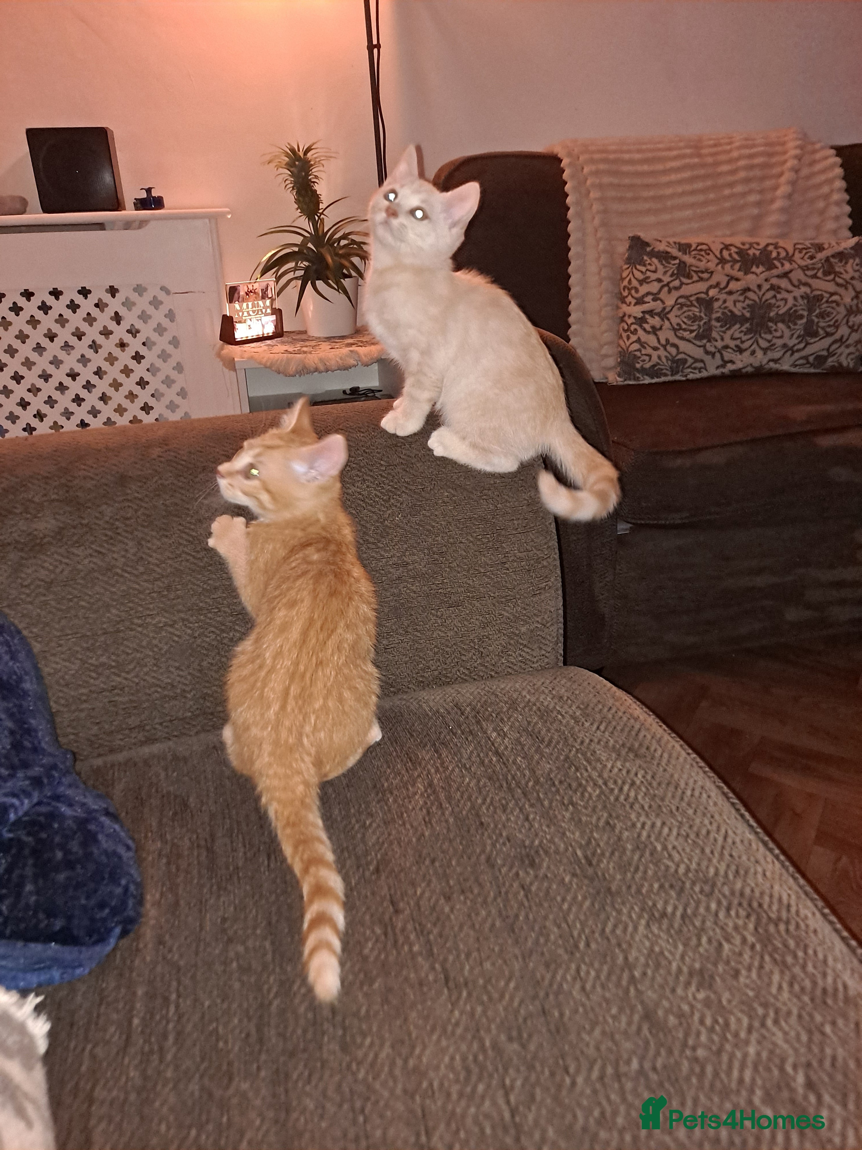 Bengal cats Beautiful bengal x persian kittens - Advert 13