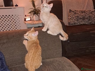 Bengal cats Beautiful bengal x persian kittens - Advert 13