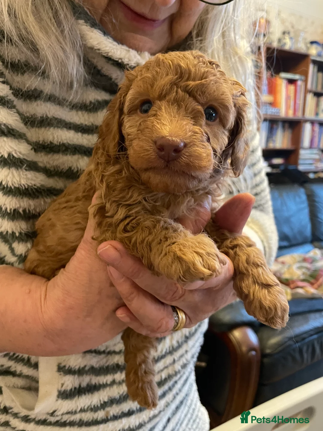 Toy Poodle dogs for sale: DNA health and vet checked toy poodle puppies  - Advert 4
