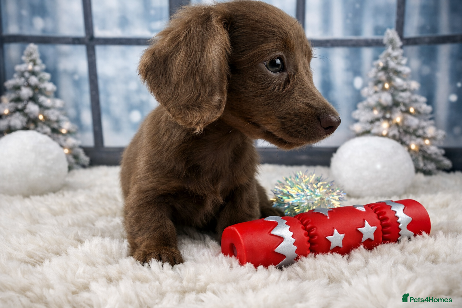 Miniature Dachshund dogs 👑 MINI LONG HAIRED DACHSHUNDS 👑 - Advert 11
